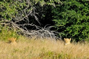 Lions_in_the_grass